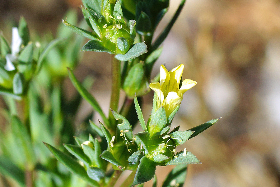 Linum strictum / Lino minore